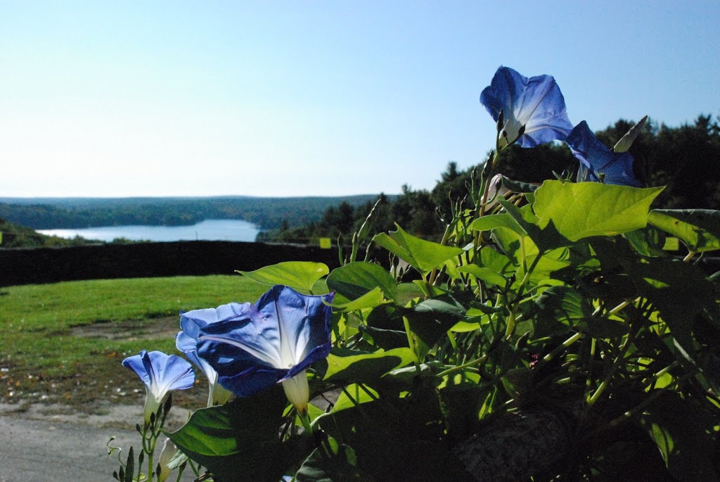 Support Waters Farm Annual Plant Sale! Manchaug Pond Foundation